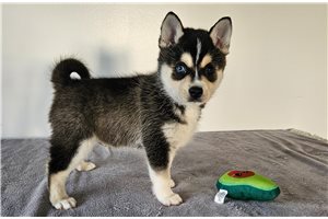 Nemo - Alaskan Klee Kai for sale