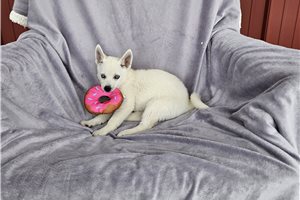 Breslin - puppy for sale