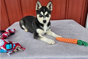 Nemo - Alaskan Klee Kai for sale
