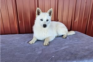 Jack - Alaskan Klee Kai for sale