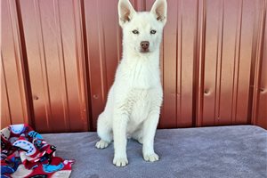 Hermes - Alaskan Klee Kai for sale