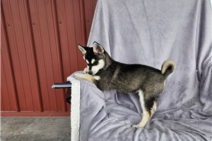 Bart - puppy for sale