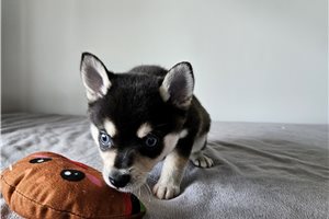 Asgard - puppy for sale