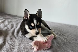 Astrid - puppy for sale