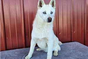 James - Alaskan Klee Kai for sale