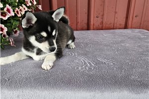 Gracie - Alaskan Klee Kai for sale