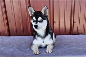 Hampton - Alaskan Klee Kai for sale