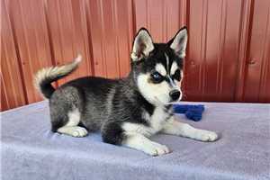 Nemo - Alaskan Klee Kai for sale