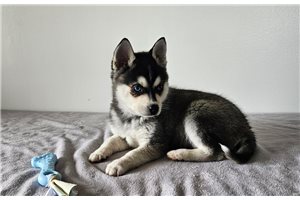 Bentley - puppy for sale