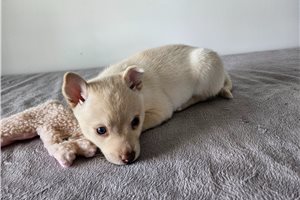 Freya - puppy for sale