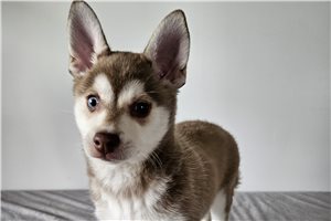 Gigi - Alaskan Klee Kai for sale