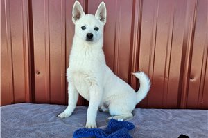 Garrett - Alaskan Klee Kai for sale