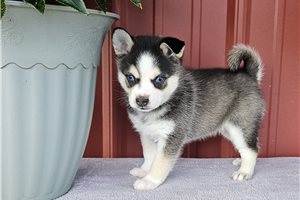 Galilee - Alaskan Klee Kai for sale