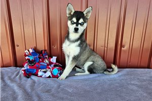 Hampton - Alaskan Klee Kai for sale