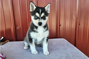 Nemo - Alaskan Klee Kai for sale