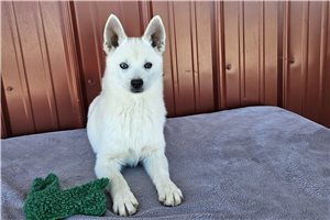 Garrett - Alaskan Klee Kai for sale