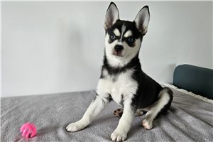 Holly - Alaskan Klee Kai for sale