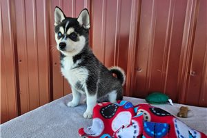 Nemo - Alaskan Klee Kai for sale