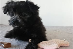 Kylie - Poma-Poo - Pomapoo for sale