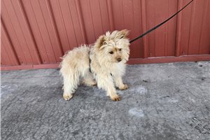 Ramona - puppy for sale