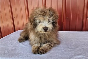 Keaton - Poma-Poo - Pomapoo for sale