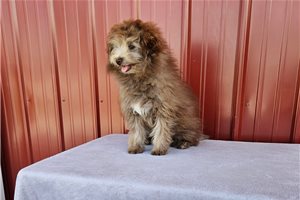 Keaton - Poma-Poo - Pomapoo for sale