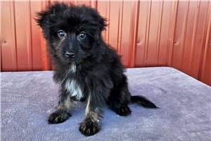 Katie - Poma-Poo - Pomapoo for sale