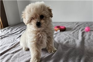Kiera - Poma-Poo - Pomapoo for sale