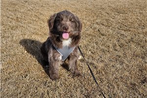 Rylee - puppy for sale