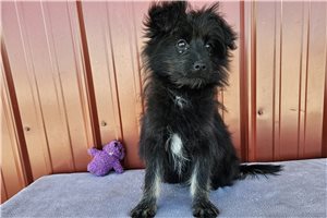 Katie - Poma-Poo - Pomapoo for sale