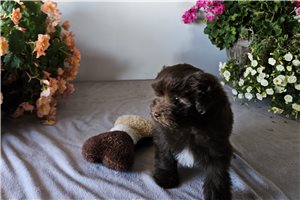 Rudolph - puppy for sale