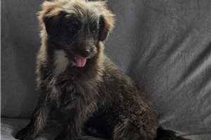 Reba - puppy for sale