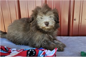 Keaton - Poma-Poo - Pomapoo for sale