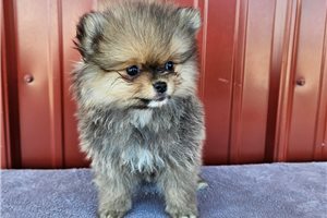 Cassie - Pomeranian for sale