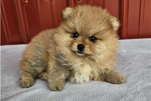 Lena - puppy for sale