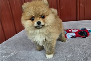 Liza - Pomeranian for sale