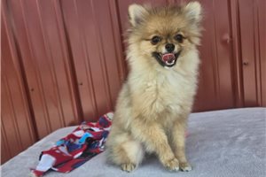 Cassie - Pomeranian for sale