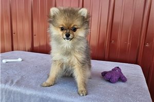 Cassie - Pomeranian for sale