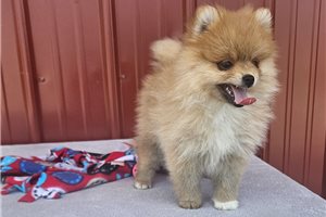 Liza - Pomeranian for sale