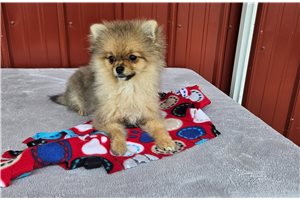 Cassie - Pomeranian for sale