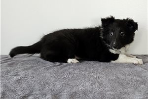 Emma - puppy for sale