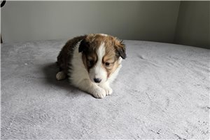 Maggie - puppy for sale