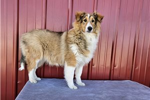 Finn - Shetland Sheepdog - Sheltie for sale