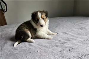 Milo - Shetland Sheepdog - Sheltie for sale