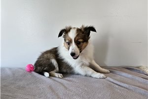 Melinda - Shetland Sheepdog - Sheltie for sale