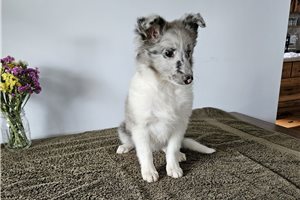 Shelly - puppy for sale