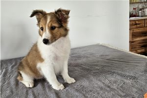 Sonia - puppy for sale