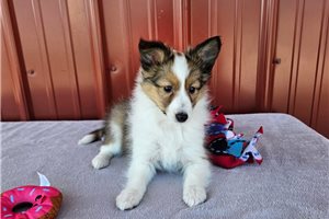 Melinda - Shetland Sheepdog - Sheltie for sale
