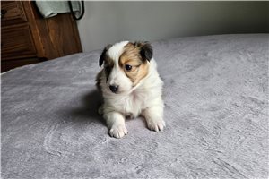 Melinda - Shetland Sheepdog - Sheltie for sale