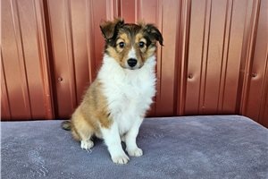 Leslie - Shetland Sheepdog - Sheltie for sale
